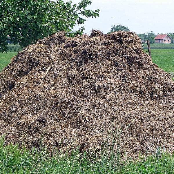Animal manure for organic agriculture